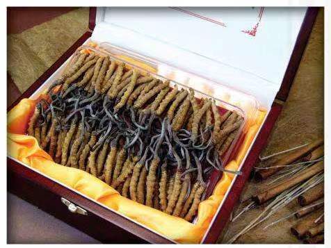 林芝冬虫夏草回收